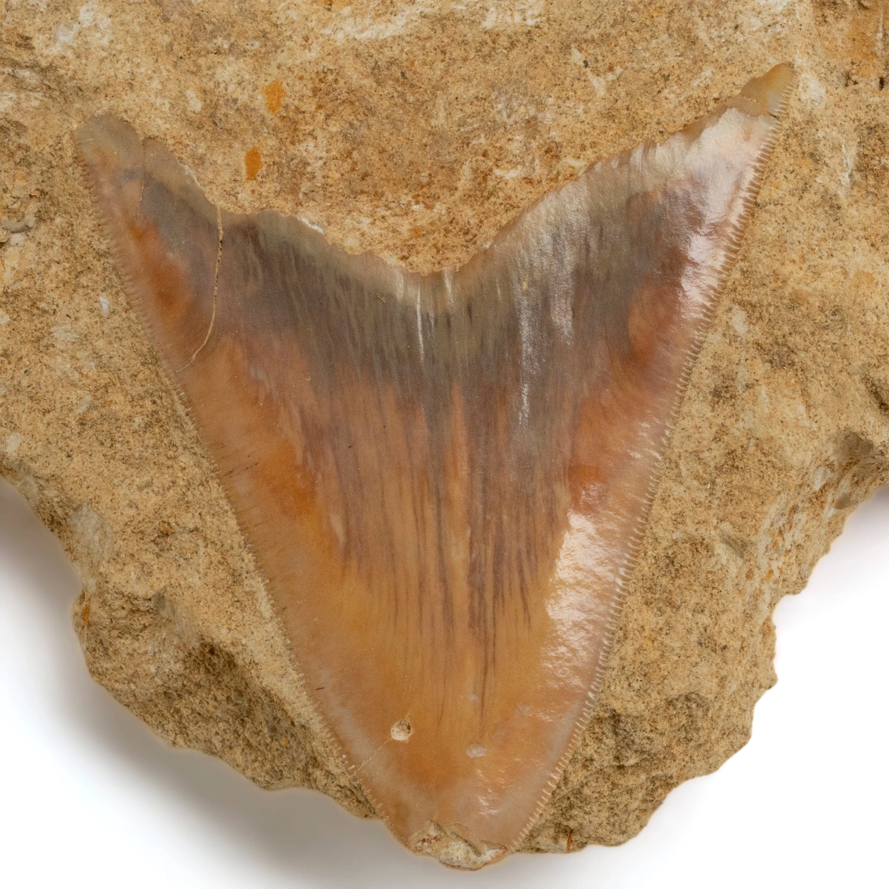 Natural Megalodon Tooth in Matrix from Indonesia - 3.7