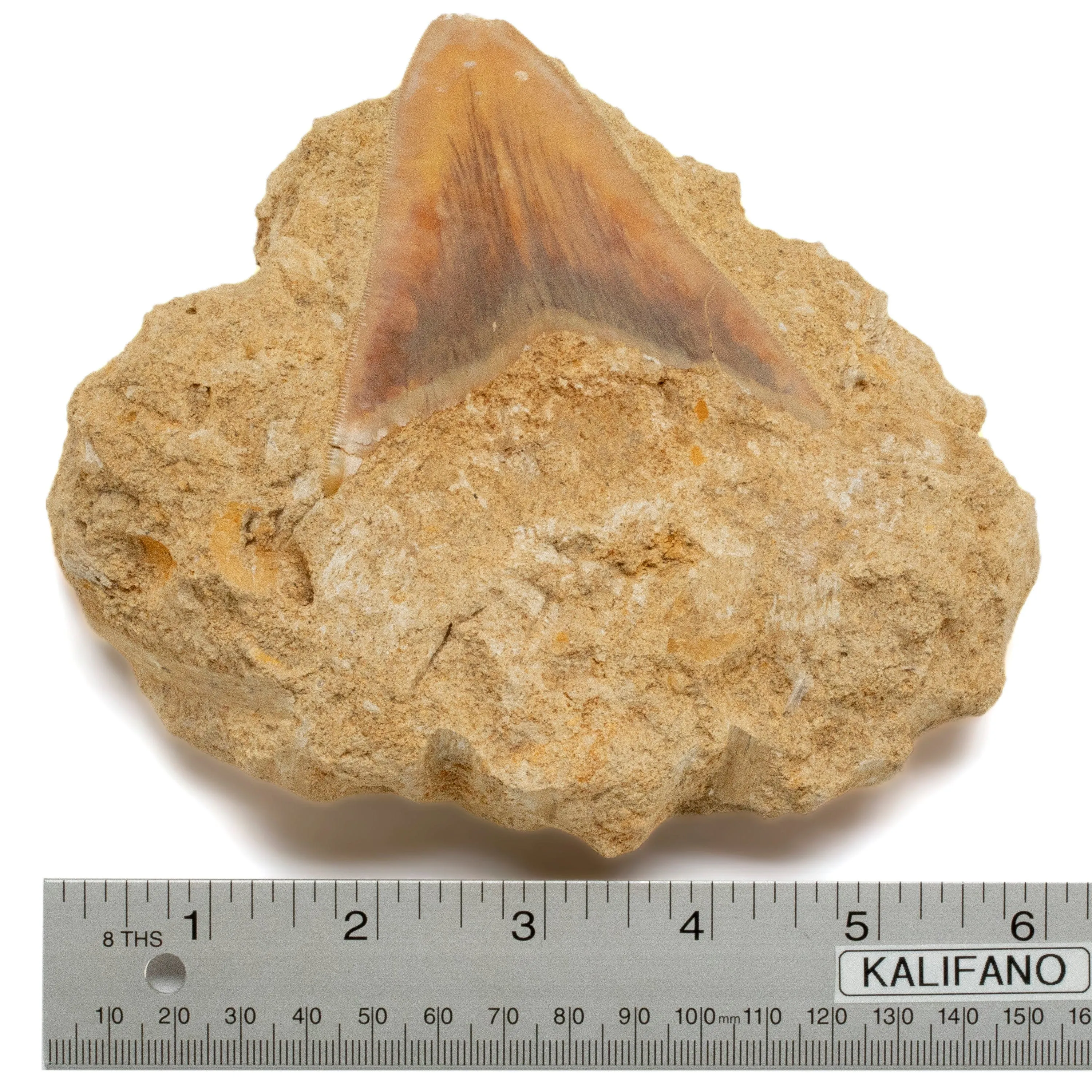 Natural Megalodon Tooth in Matrix from Indonesia - 3.7